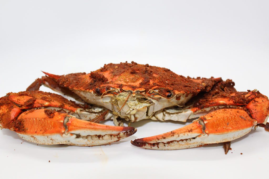 Maryland Steamed Crabs Cruising Crab